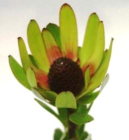 LEUCADENDRON ROSETTE